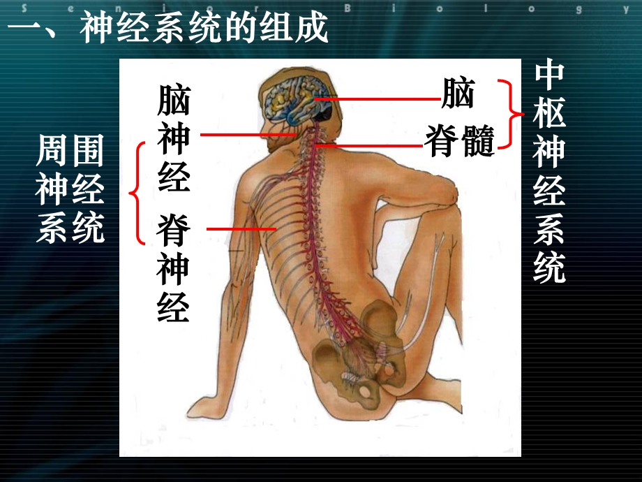 第2章第1节通过神经系统的调节文档资料.ppt_第3页