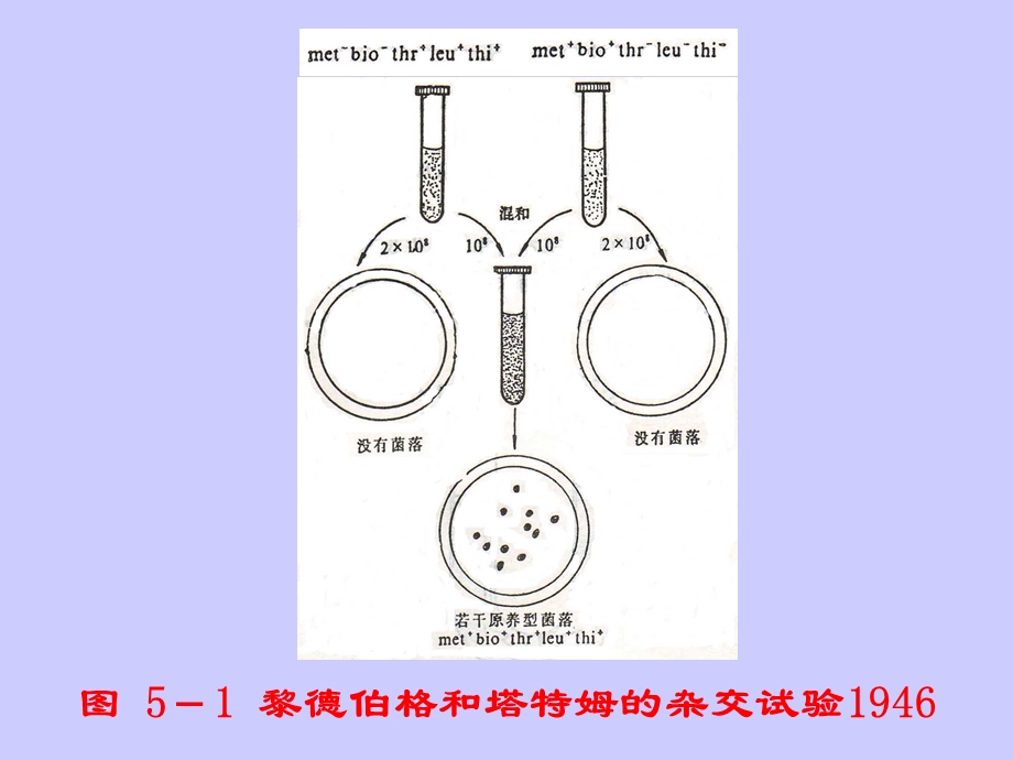 最新：遗传学5细菌与噬菌体的重组与连锁文档资料.ppt_第2页