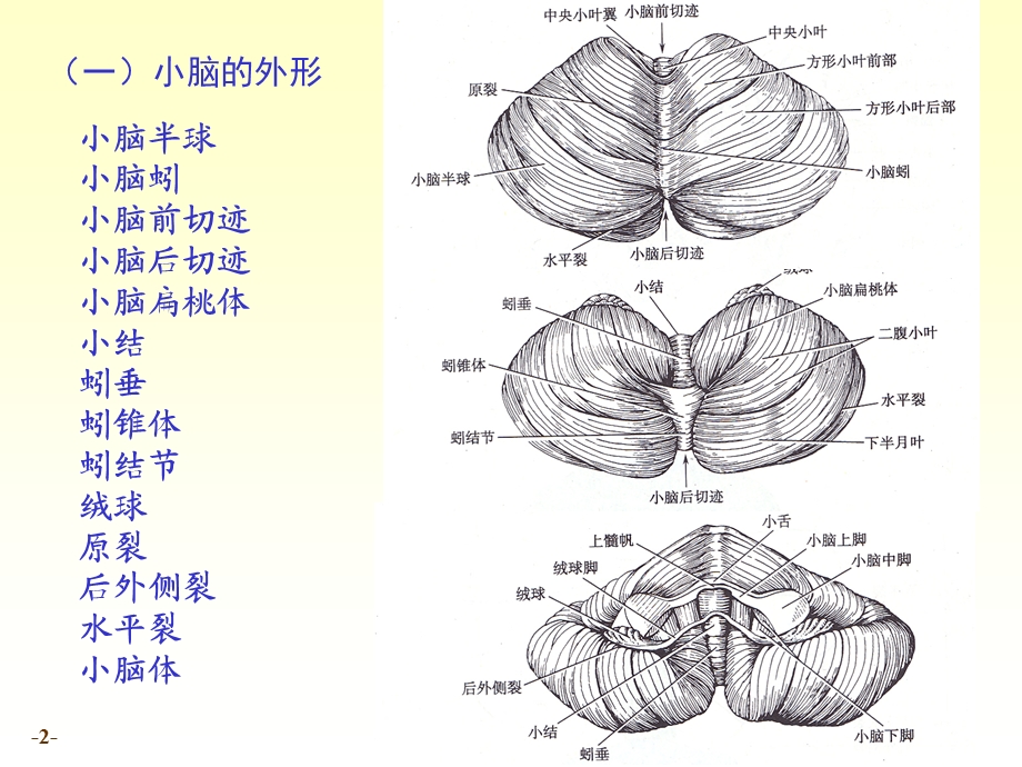 最新n4小脑间脑06PPT文档.ppt_第2页