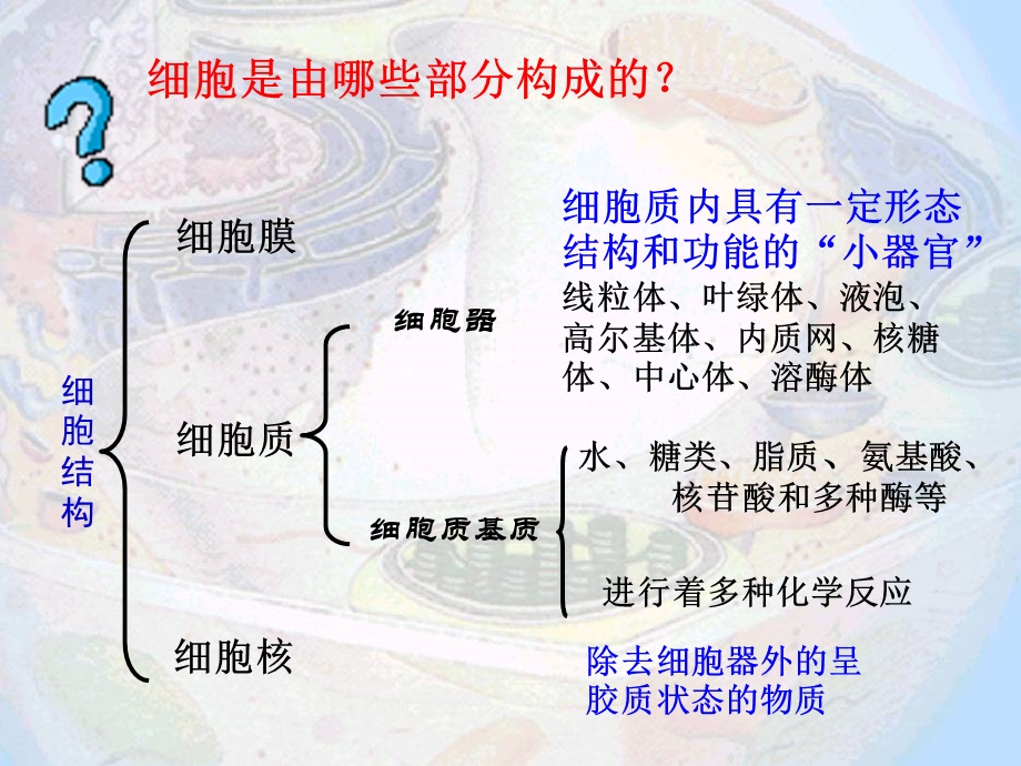 细胞器系统内的分工合作4文档资料.ppt_第3页