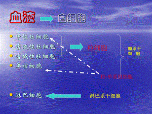 白细胞计数和白细胞分类计数文档资料.ppt