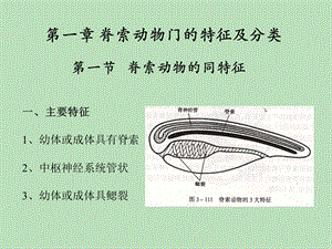 总结脊椎动物比较解剖学精选文档.ppt