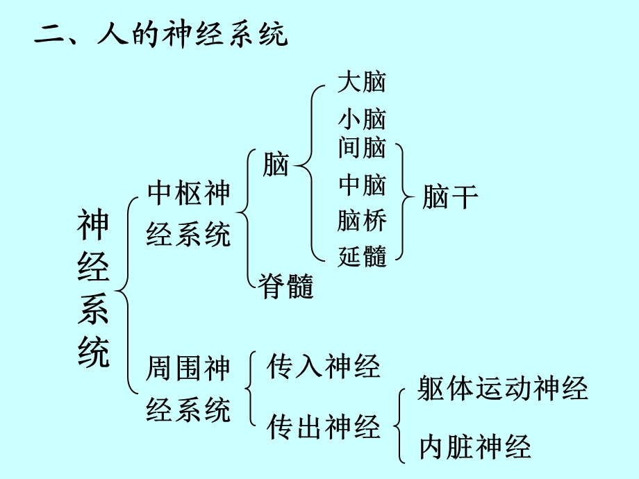 神经系统的结构与功能课件1文档资料.ppt_第2页