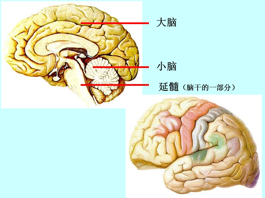 神经系统的结构与功能课件1文档资料.ppt_第3页