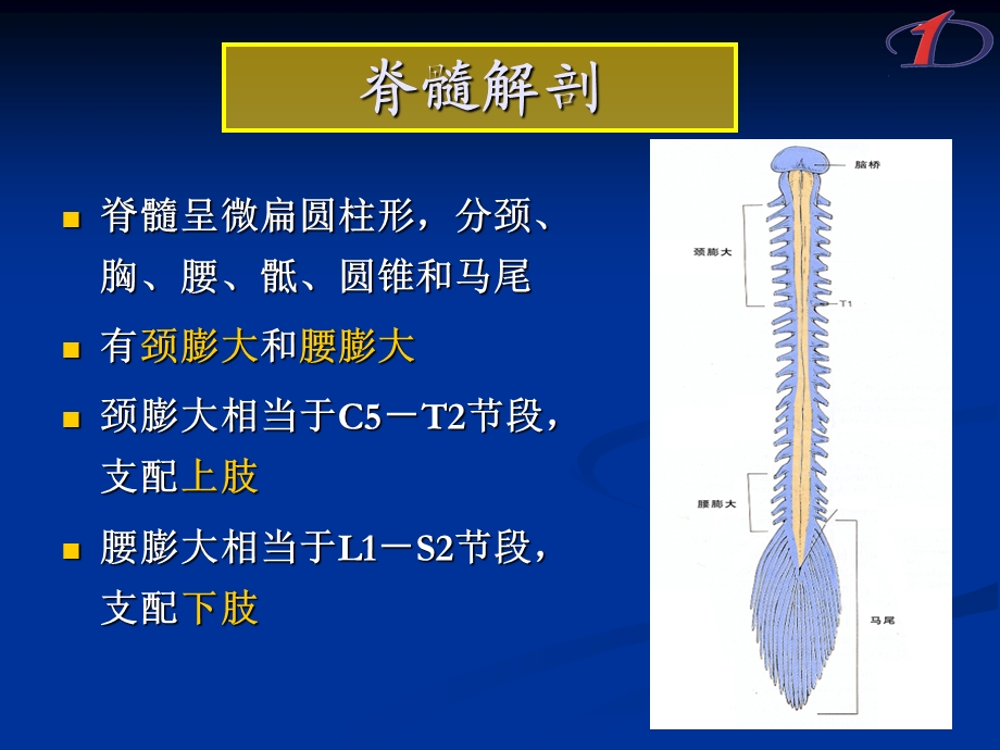 [临床医学]脊髓病.ppt_第3页