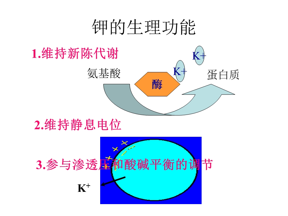 实验家兔心电图及高钾血症的治疗文档资料.ppt_第3页