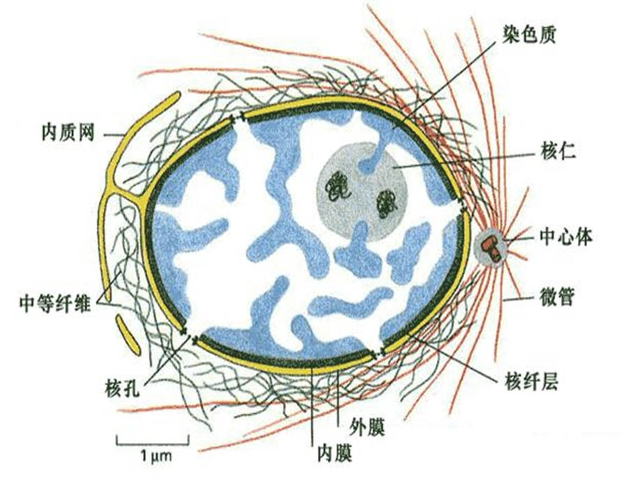 最新大学生物9细胞核PPT文档.ppt_第2页