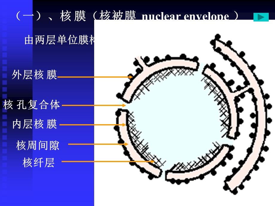 最新大学生物9细胞核PPT文档.ppt_第3页