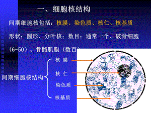 最新大学生物9细胞核PPT文档.ppt