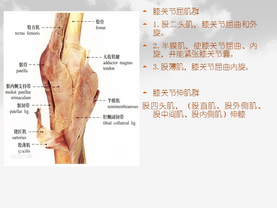 全膝膝关节置换基本理论解剖文档资料.pptx_第3页