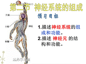 七年级生物下册神经系统的组成课件人教新课标版PPT文档资料.ppt