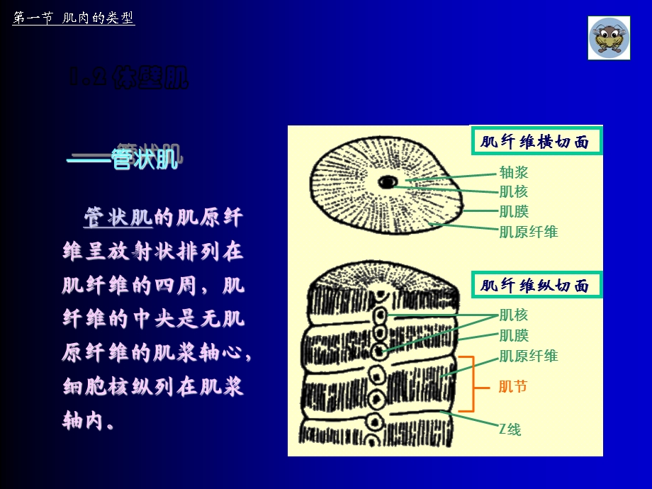 昆虫的肌肉系统精选文档.ppt_第3页