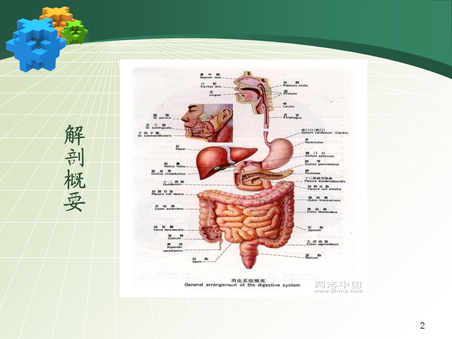 大肠疾病的护理精选文档.ppt_第2页