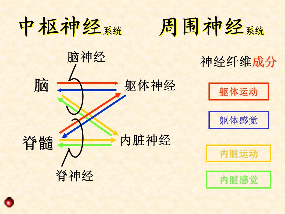 最新最新：11总论脊髓文档资料PPT文档.ppt_第3页