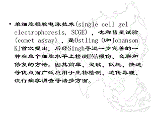 单细胞凝胶电泳PPT课件.ppt