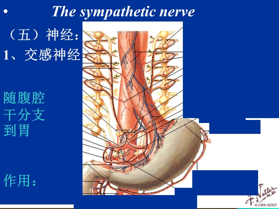 腹部3文档资料.ppt_第3页