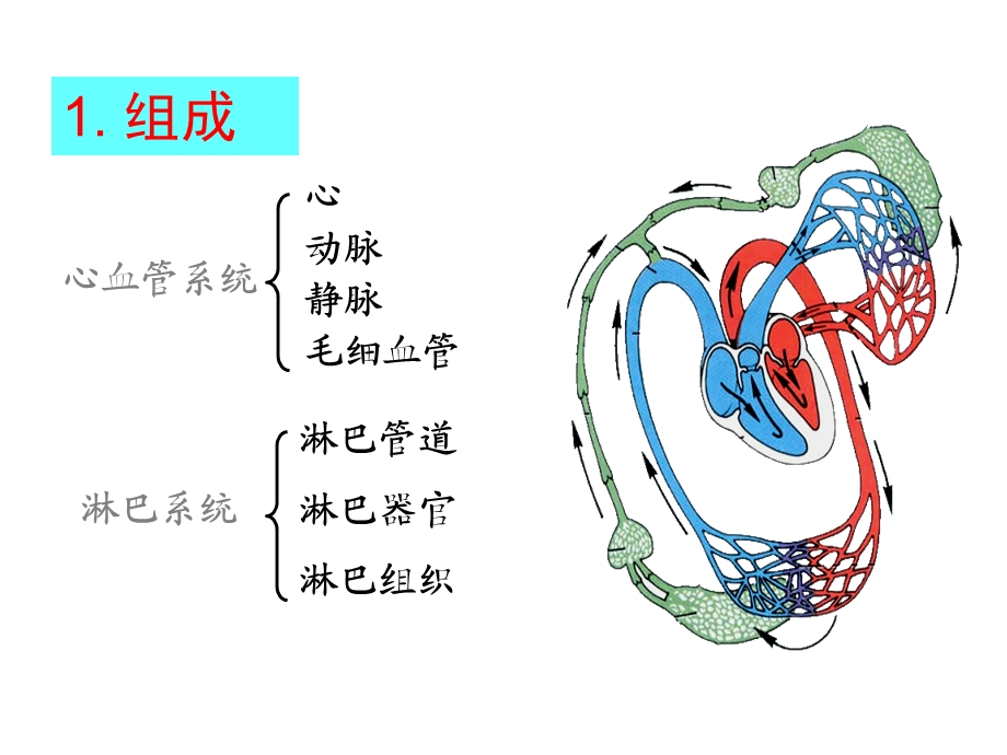 [临床医学]101脉管系统循环总论心.ppt_第2页