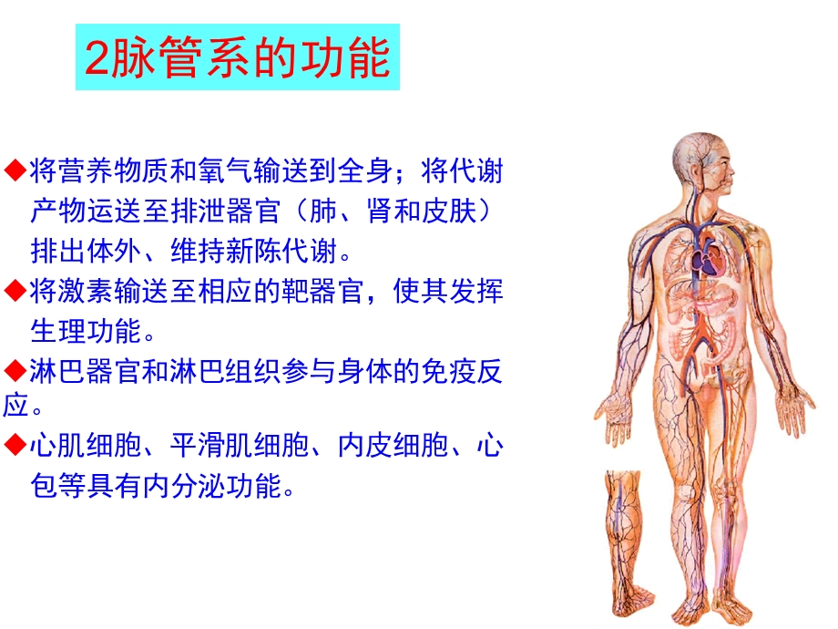 [临床医学]101脉管系统循环总论心.ppt_第3页