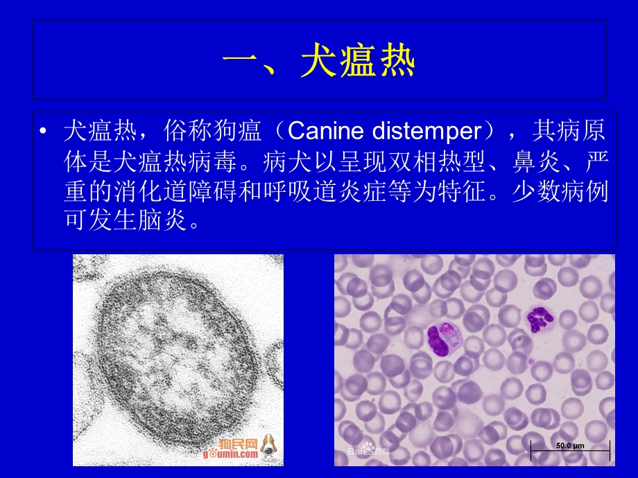 最新：犬的常用五联苗相关疾病文档资料.ppt_第1页