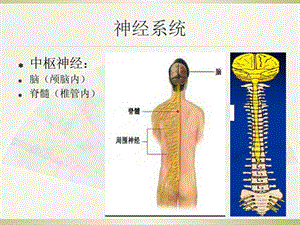 周围神经痛相关临床诊疗指南精选文档.ppt