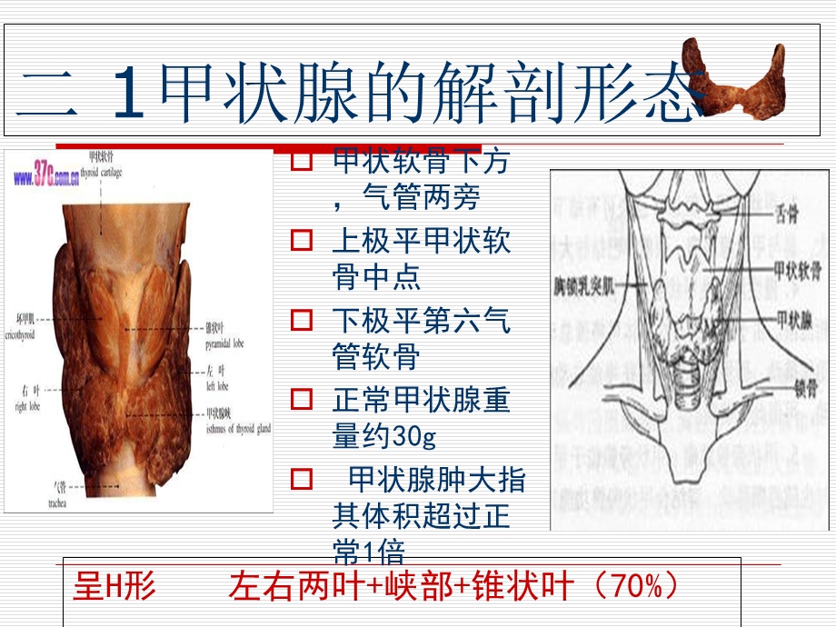 甲状腺肿瘤的护理PPT文档.ppt_第2页