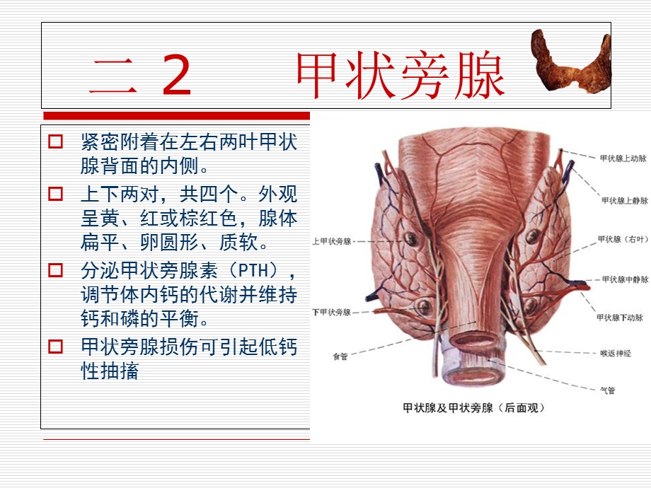 甲状腺肿瘤的护理PPT文档.ppt_第3页