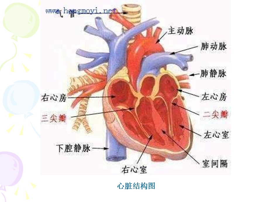 最新第八章心血管系统PPT文档.ppt_第1页