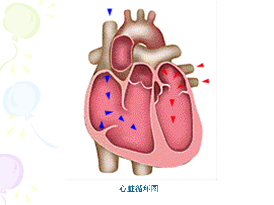 最新第八章心血管系统PPT文档.ppt_第2页