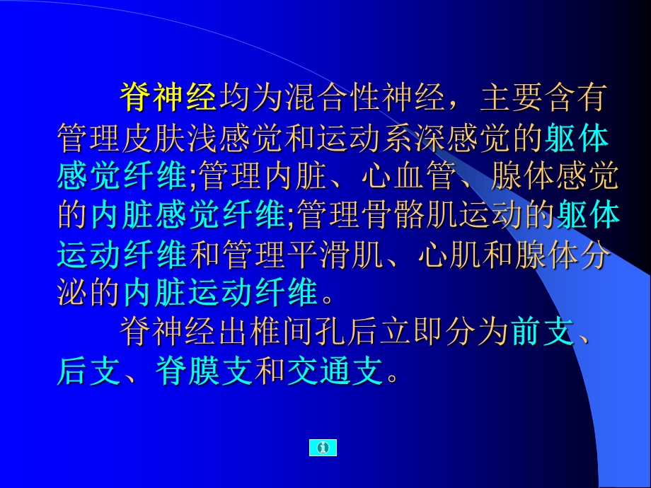 最新课题：神经系统(五) 一、脊神经的组成及分支 二、脑神经PPT文档.ppt_第3页