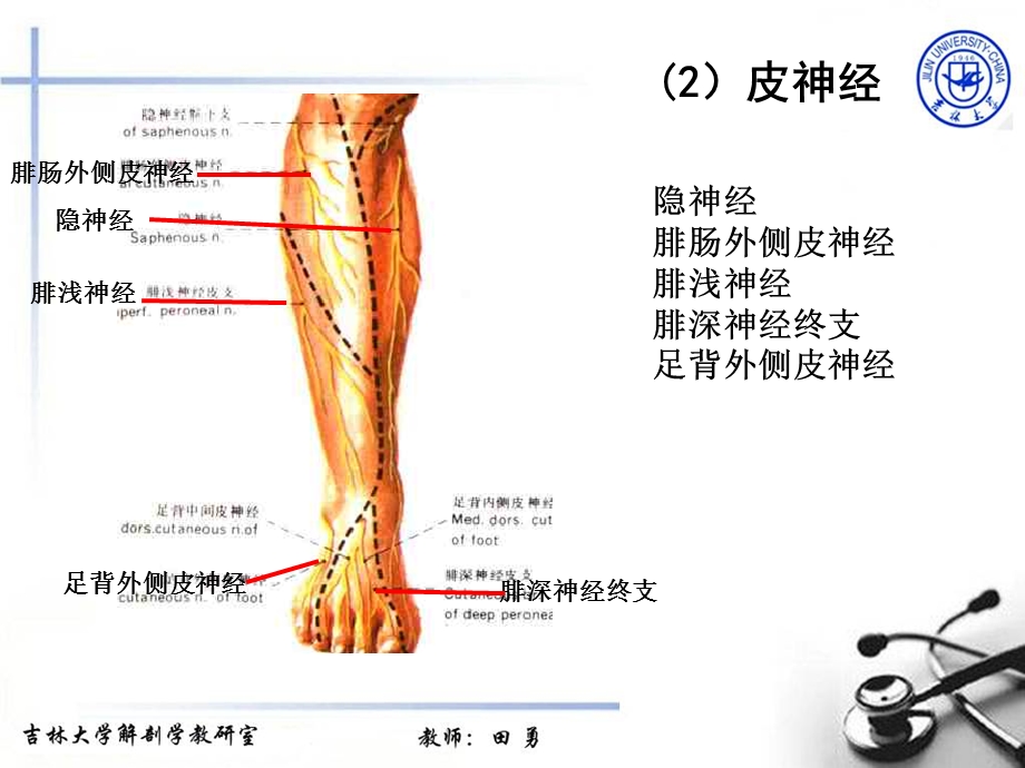 最新局部解剖学2小腿前外侧区足背PPT文档.ppt_第2页