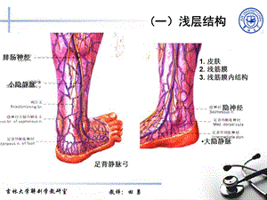 最新局部解剖学2小腿前外侧区足背PPT文档.ppt