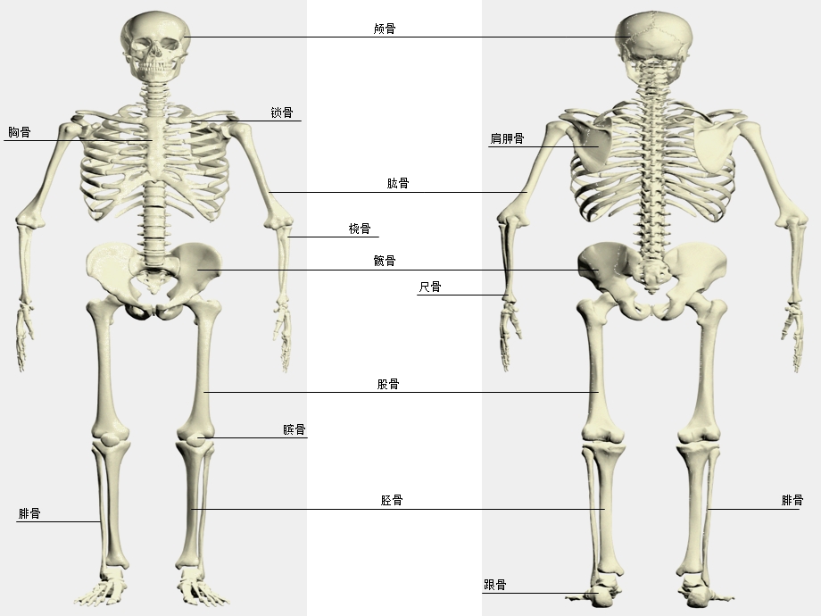 31骨骼系统1PPT文档资料.ppt_第2页