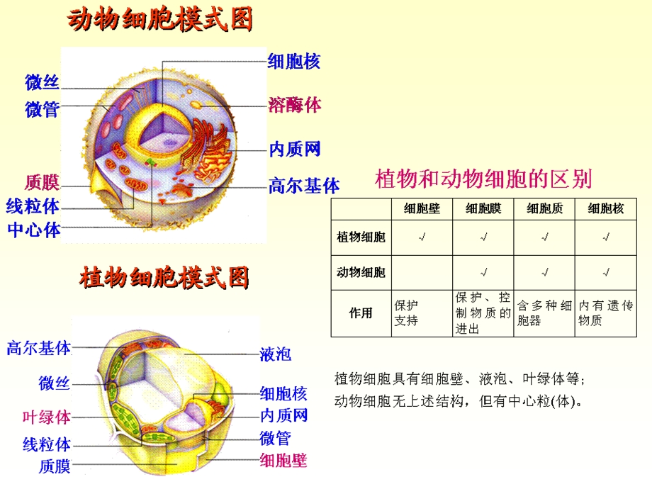 最新02动物的细胞PPT文档.ppt_第1页