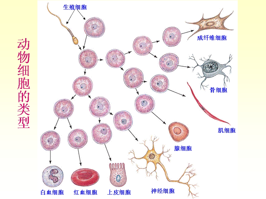 最新02动物的细胞PPT文档.ppt_第2页