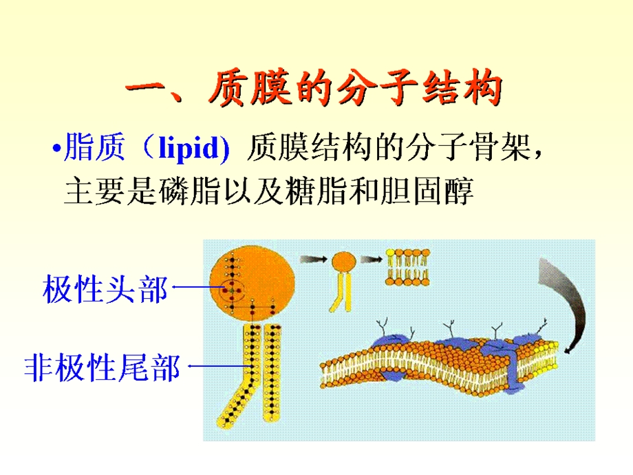 最新02动物的细胞PPT文档.ppt_第3页