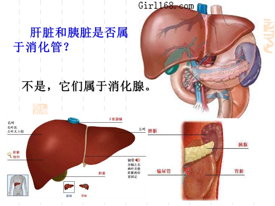 幼儿卫生与保健第四节消化系统PPT文档.ppt_第2页