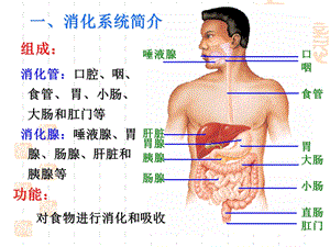 幼儿卫生与保健第四节消化系统PPT文档.ppt