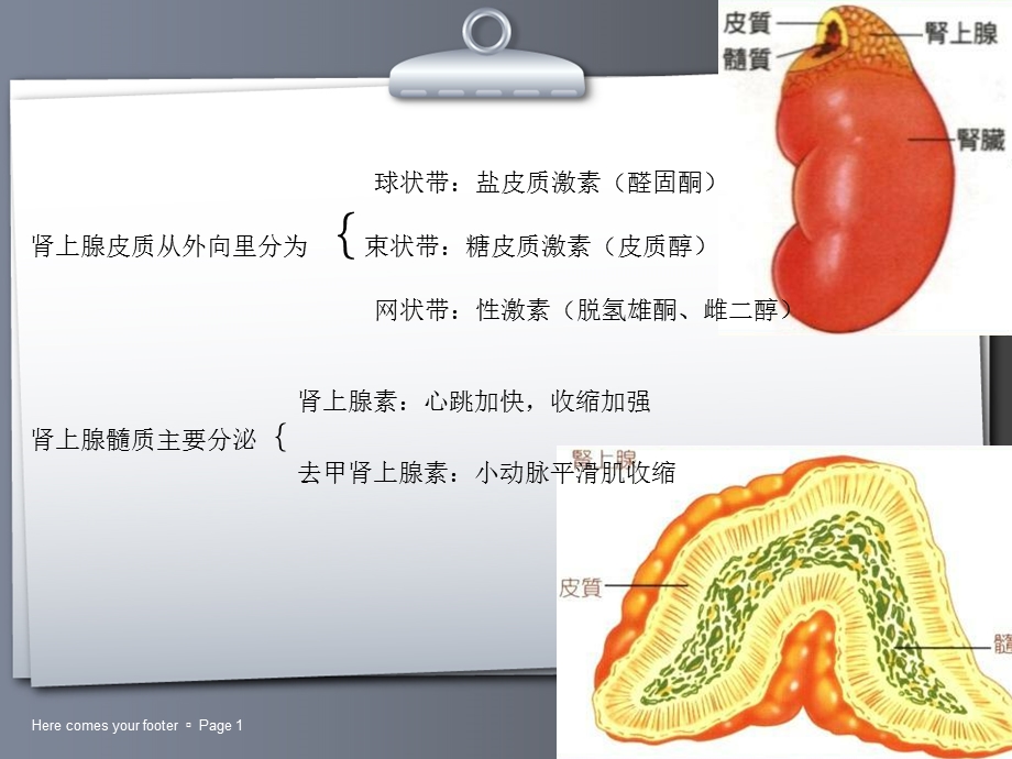 常见肾上腺肿瘤的ct诊断与鉴别诊断ppt课件精选文档.ppt_第1页