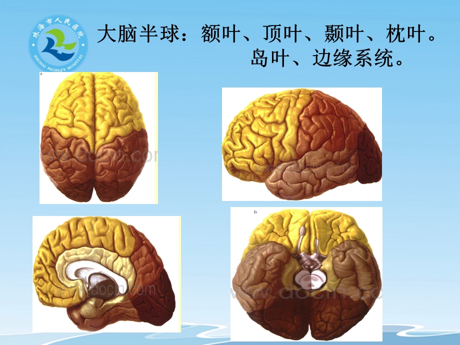 大脑半球各叶的功能文档资料.pptx_第1页