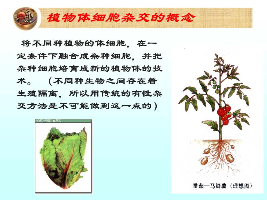 最新：植物细胞工程课件公开课文档资料.ppt_第2页