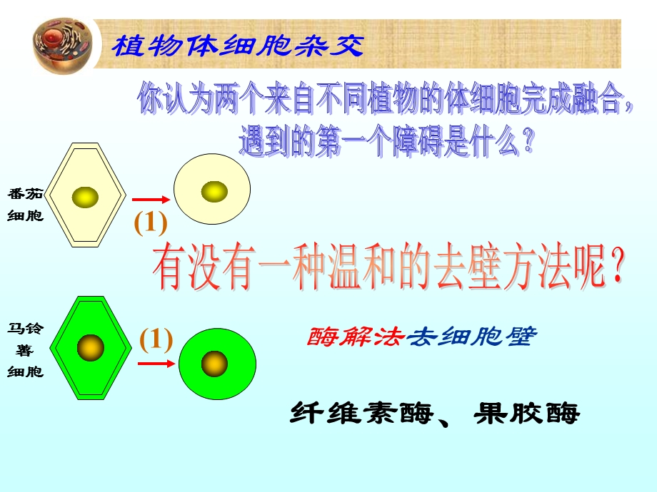 最新：植物细胞工程课件公开课文档资料.ppt_第3页