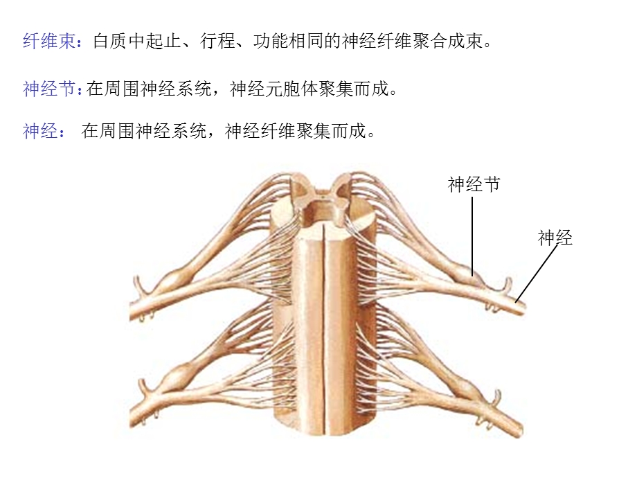 最新神经系统总论、脊髓PPT文档.ppt_第2页