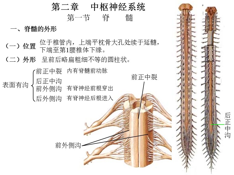 最新神经系统总论、脊髓PPT文档.ppt_第3页