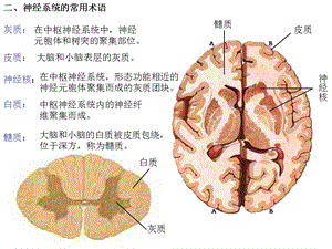 最新神经系统总论、脊髓PPT文档.ppt