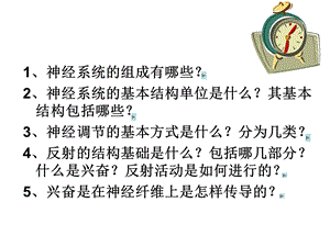 通过神经系统调节文档资料.ppt