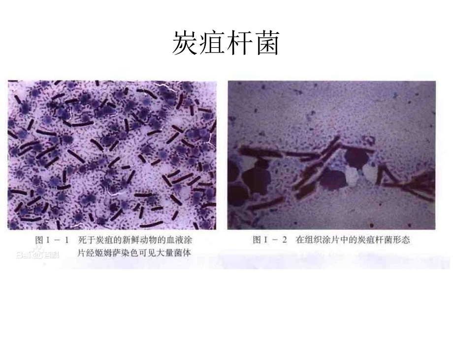 第二原核生物名师编辑PPT课件.ppt_第3页