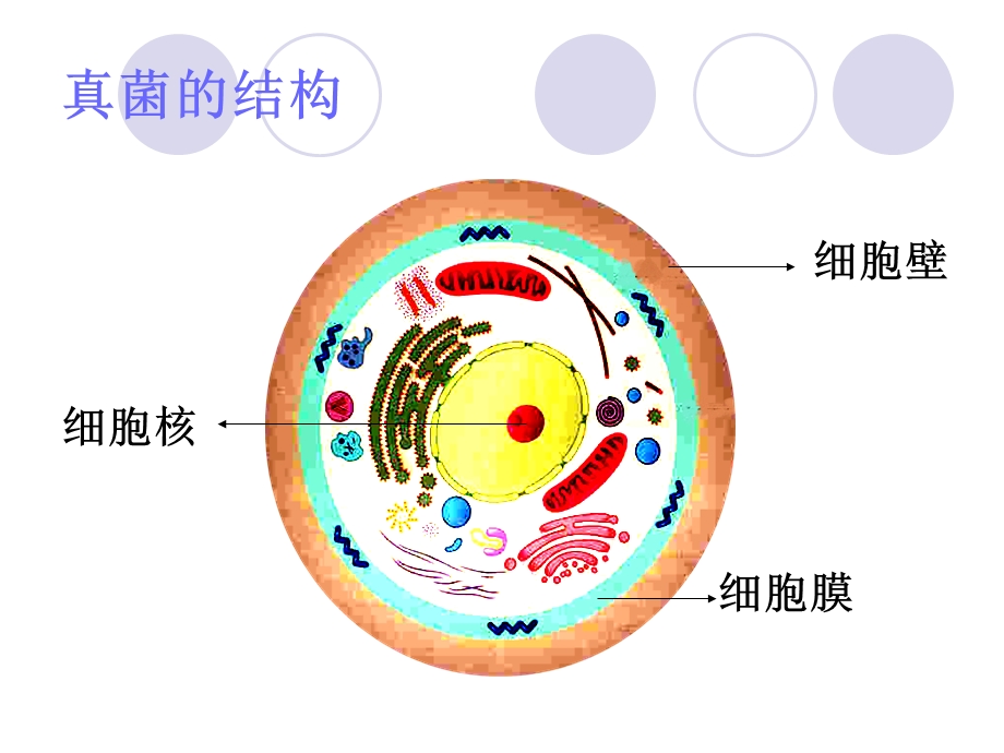 最新：真菌感染的药物治疗文档资料.ppt_第2页