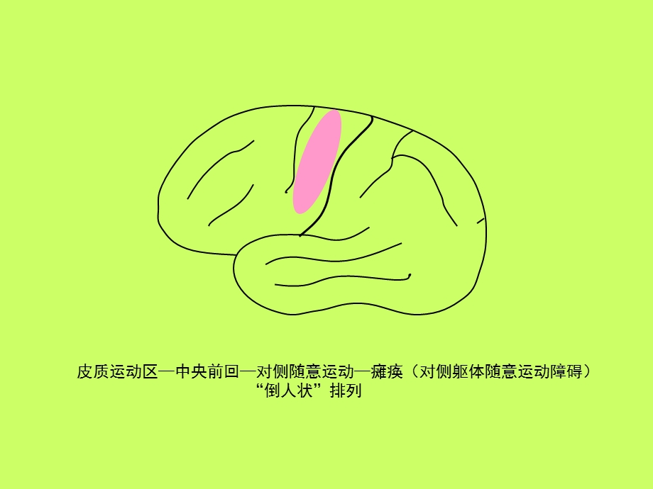 中枢神经系统记忆卡片精选文档.ppt_第2页