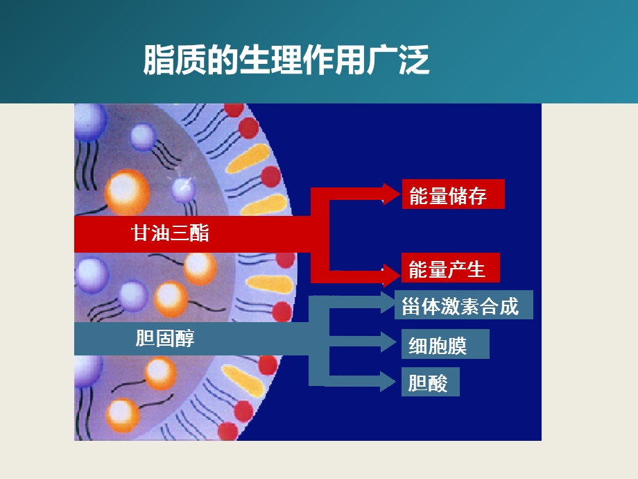 最新血脂异常和动脉粥样硬化PPT文档.ppt_第3页