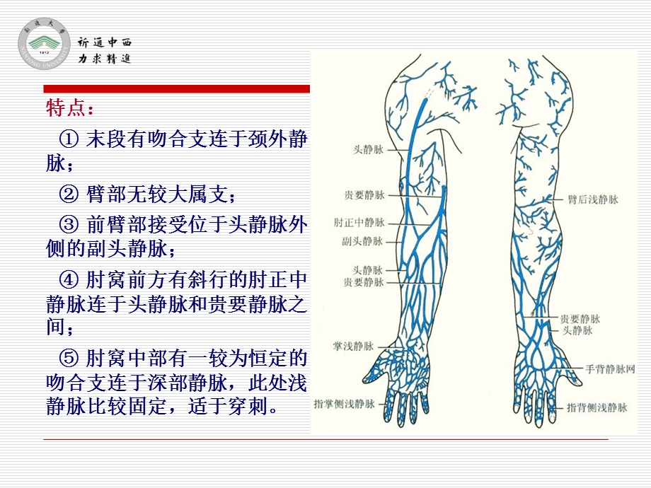 医用局部解剖学臂、肘和前臂前区PPT文档资料.ppt_第3页